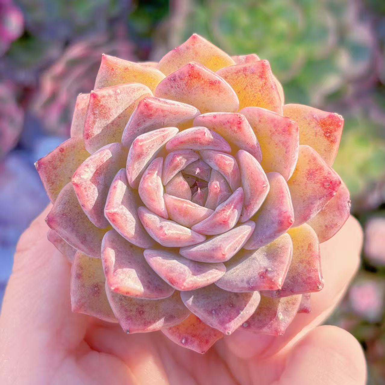 楽天市場】多肉植物 caエリオスペルマム sp. 実生 ケープバルブ 1215