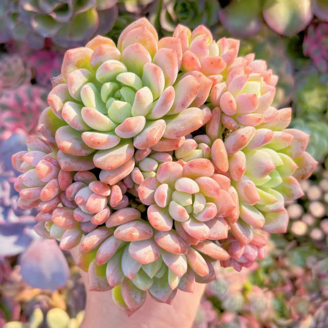 楽天市場】多肉植物 caエリオスペルマム sp. 実生 ケープバルブ 1215