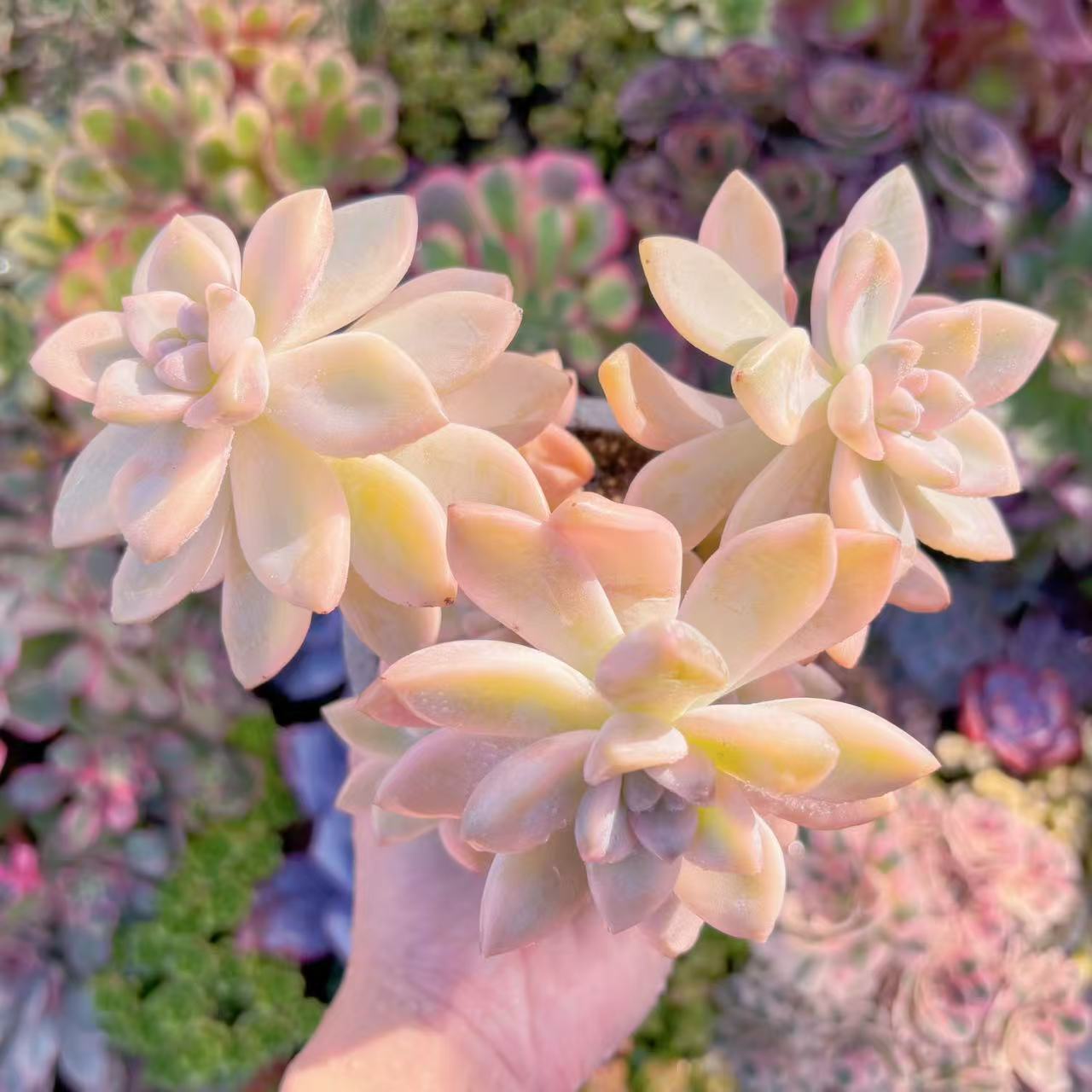 楽天市場】多肉植物 アエオニューム 愛染錦苗 多肉女子 タニクショク