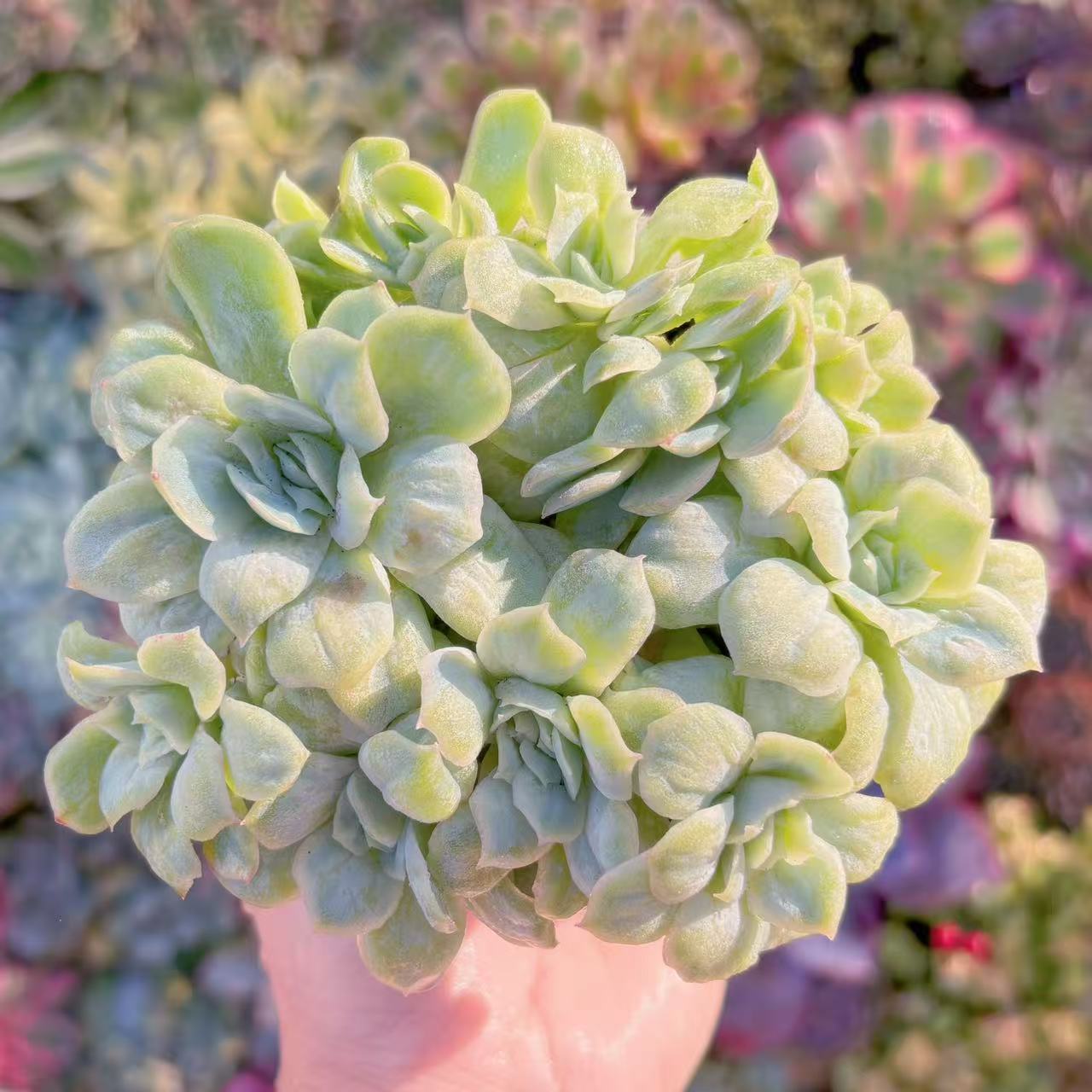 楽天市場】多肉植物 caエリオスペルマム sp. 実生 ケープバルブ 1215