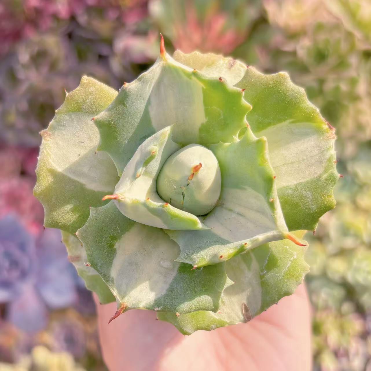 楽天市場】多肉植物 アエオニューム 愛染錦苗 多肉女子 タニクショク