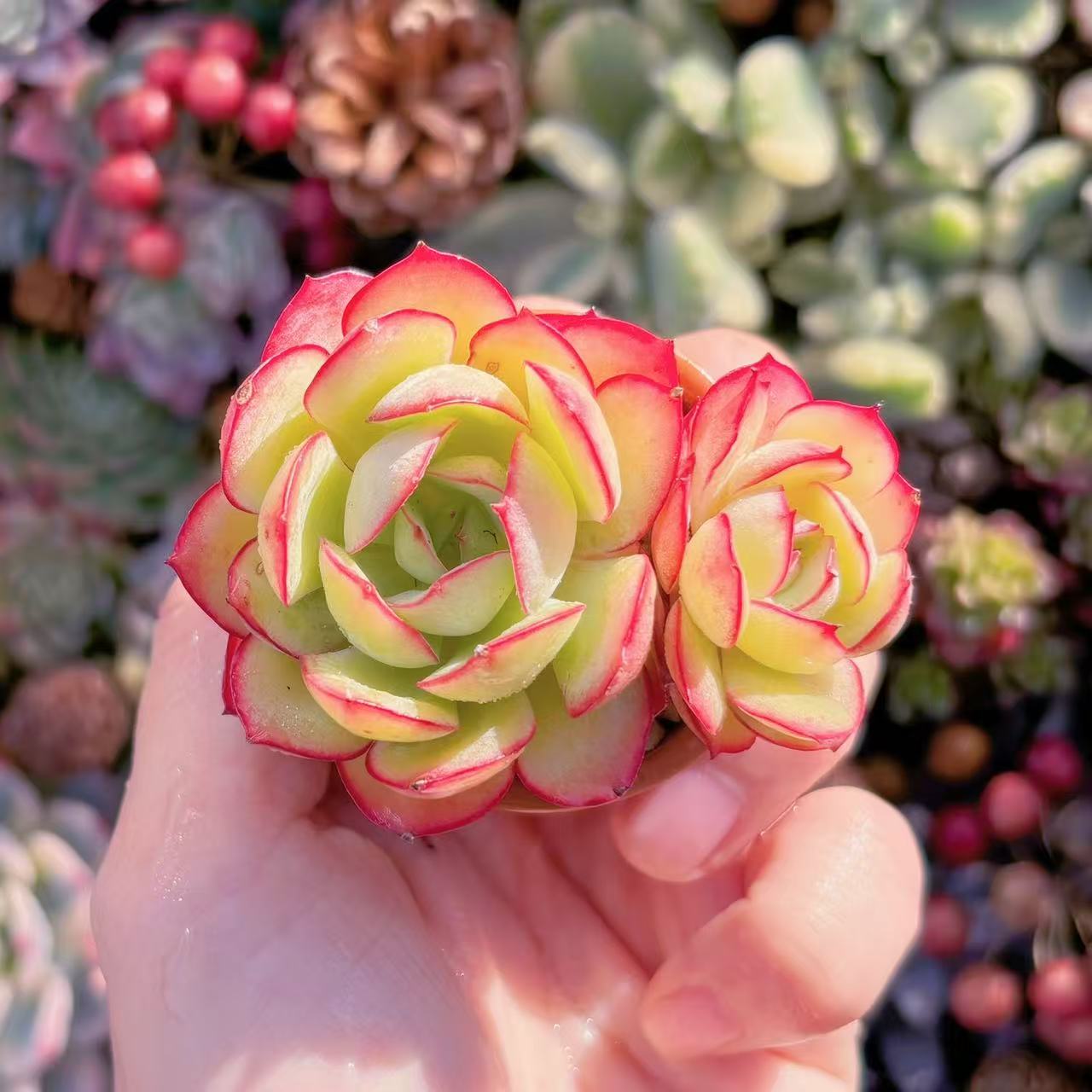 楽天市場】多肉植物 caエリオスペルマム パラドクサム グリーン