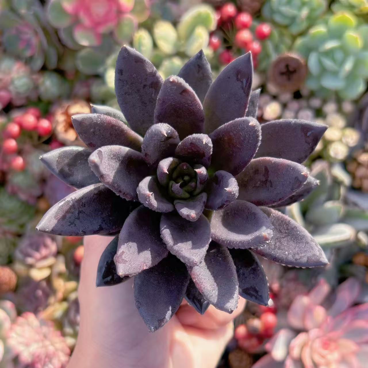 楽天市場】多肉植物 ブラックプリンス くろすけ 3.5号鉢 エケベリア