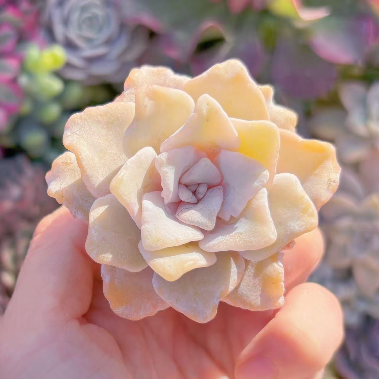 楽天市場】多肉植物 caエリオスペルマム sp. 実生 ケープバルブ 1215