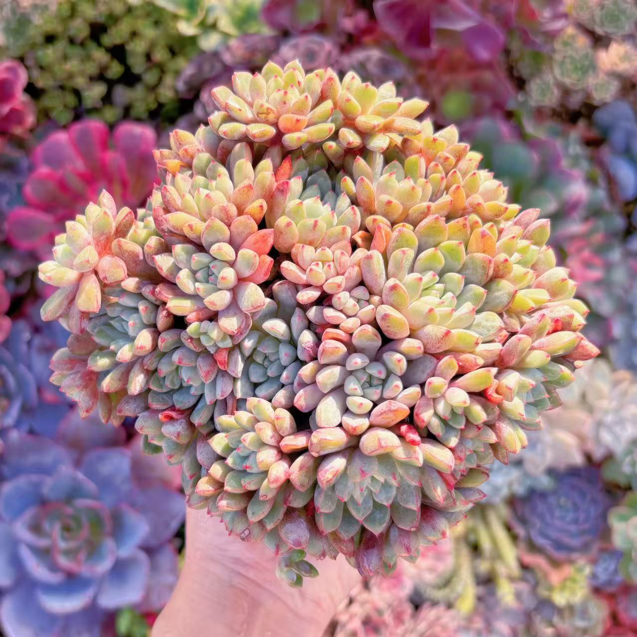 楽天市場】多肉植物 caエリオスペルマム sp. 実生 ケープバルブ 1215