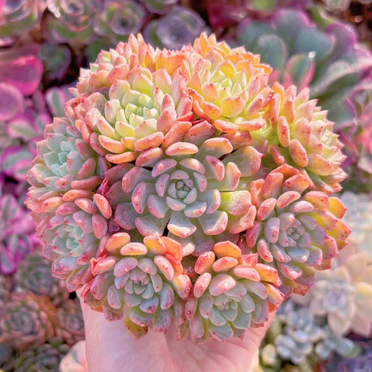 エリオスペルマム3点 isla del pescado - Eriospermum mackenii-エリオスペルマム・マッケニー