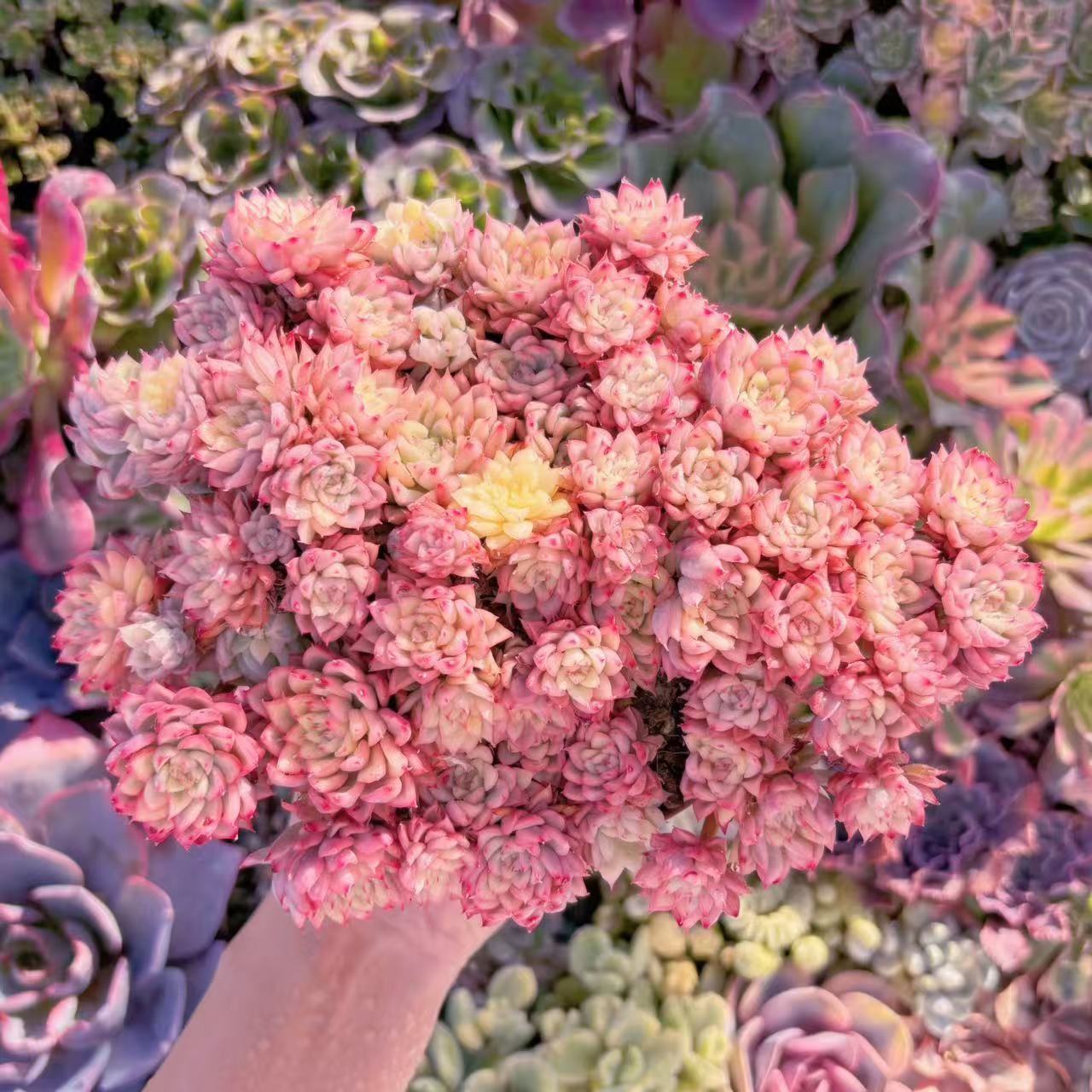 楽天市場】「現物」女雛錦#M068 特大群生 新入荷 多肉植物 るる農園