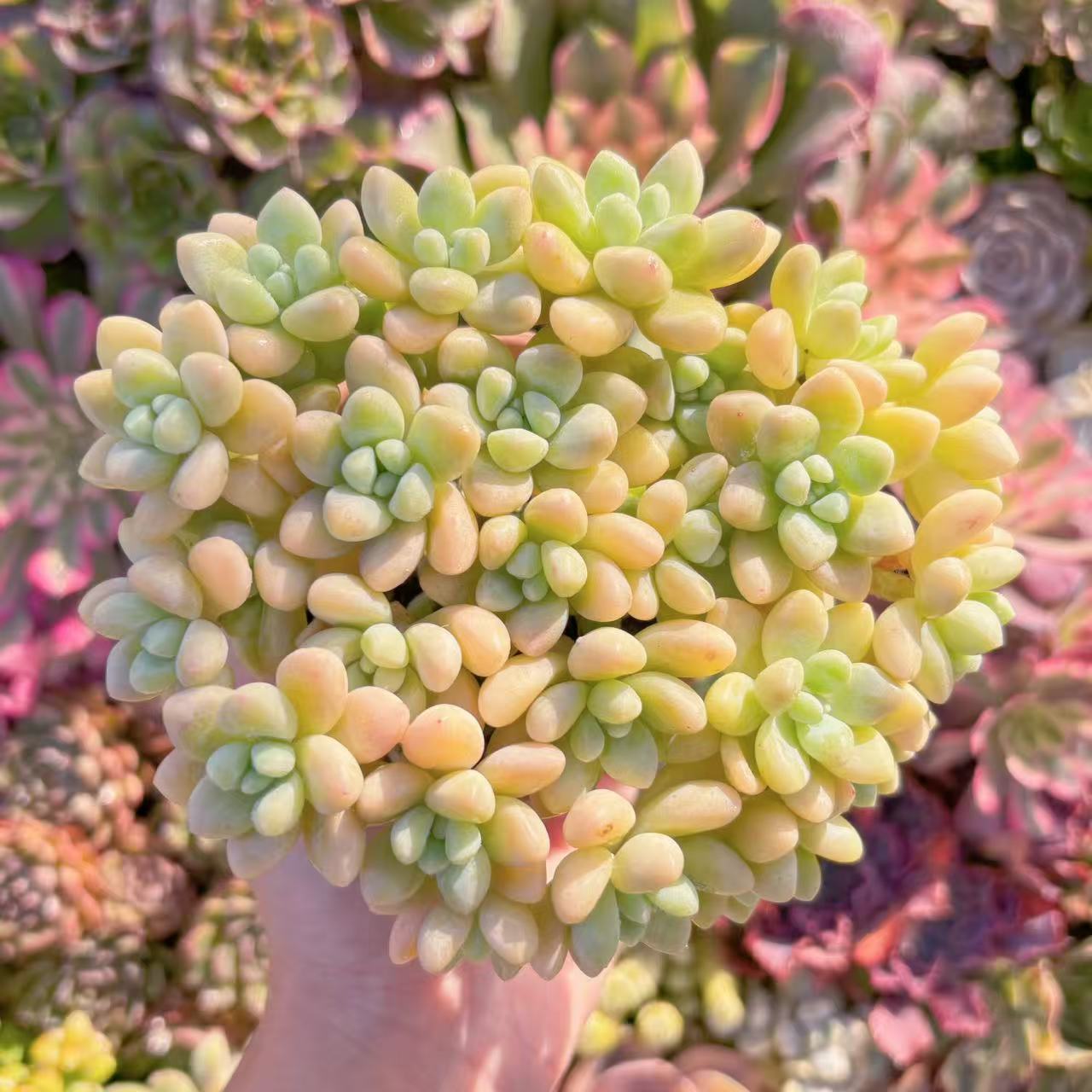 楽天市場】多肉植物 caエリオスペルマム ドレゲイ 実生 ケープバルブ