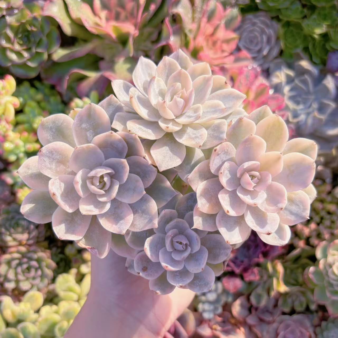 楽天市場】エケベリア サブセシリス 多肉植物 3.5号サイズ 鉢植え