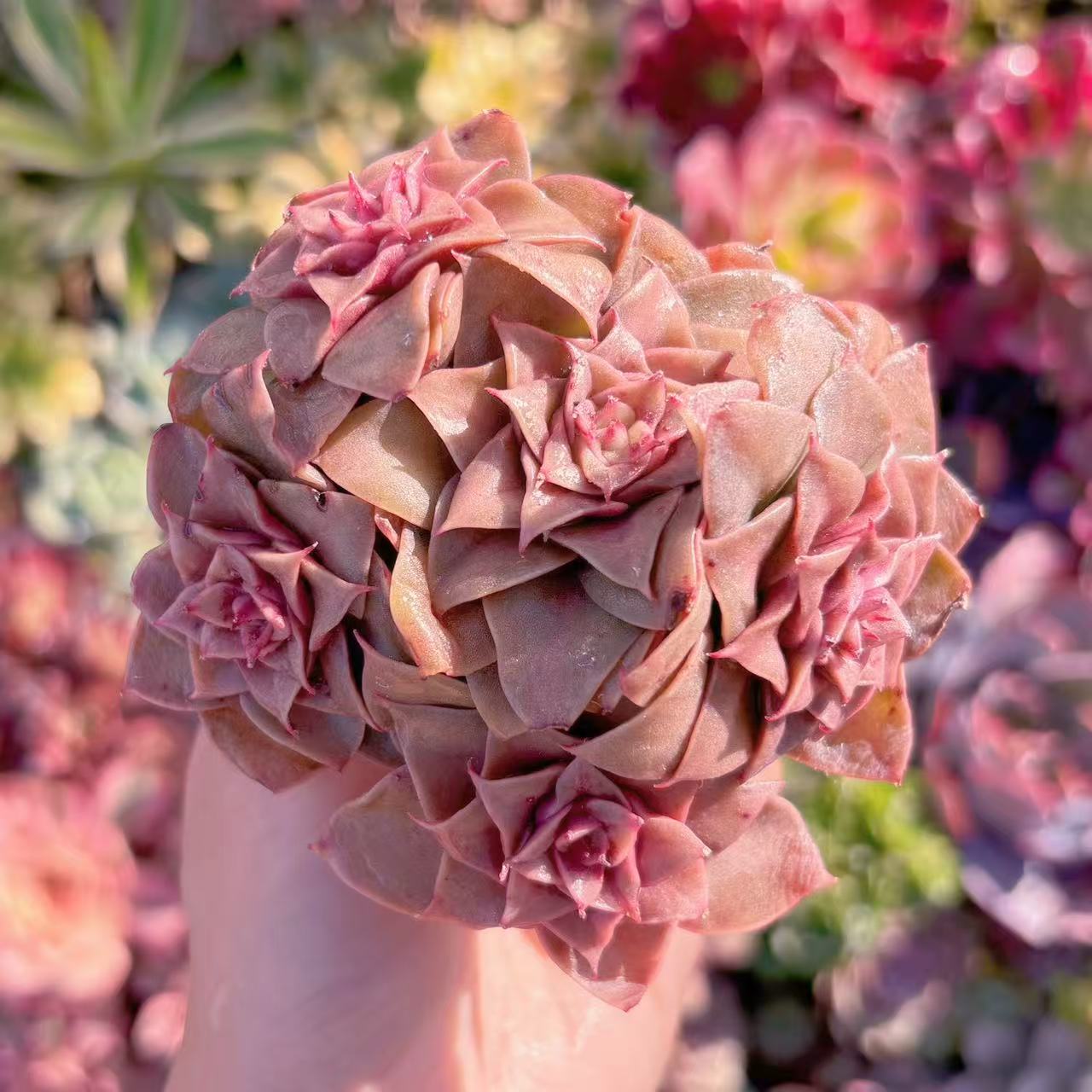 楽天市場】多肉植物 caエリオスペルマム ドレゲイ 実生 ケープバルブ