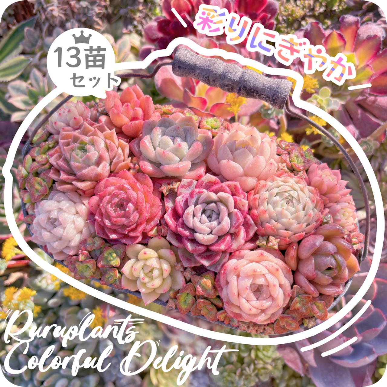 楽天市場】＜るる農園 2026年 福袋 ＞8800円 多肉植物 初心者向け 新