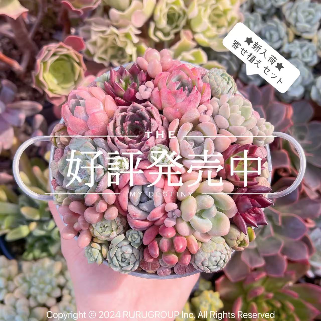 楽天市場】＜るる農園寄せ植え用セット＞ 多肉植物 初心者向け 新入荷