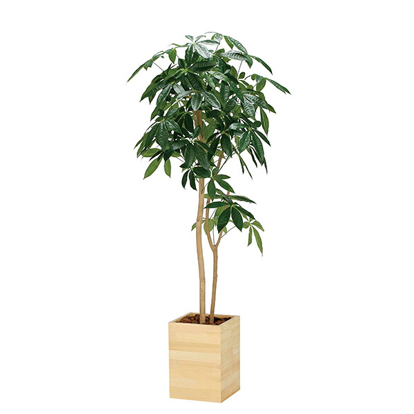 アートグリーン 人工観葉植物 光触媒 光の楽園 ウッドボックスパキラ1.6｜RUSH PLAZA（ラッシュプラザ）