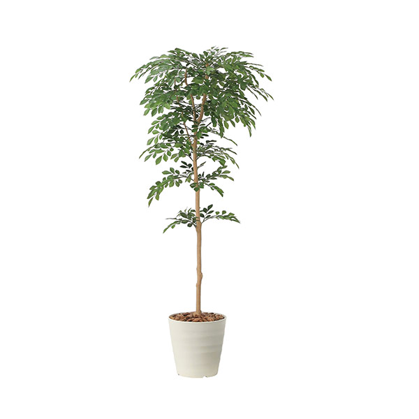 アートグリーン 人工観葉植物 光触媒 光の楽園 トネリコ1.3｜RUSH PLAZA（ラッシュプラザ）