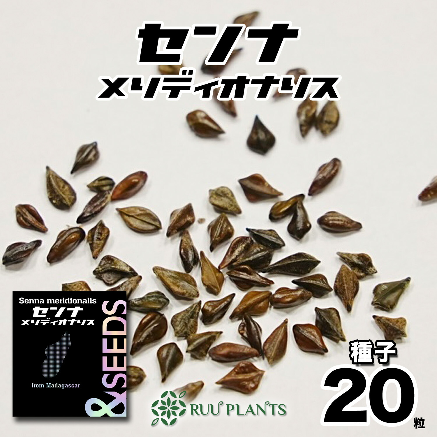 楽天市場】【種子20粒】パキポディウムグラキリス Pachypodium