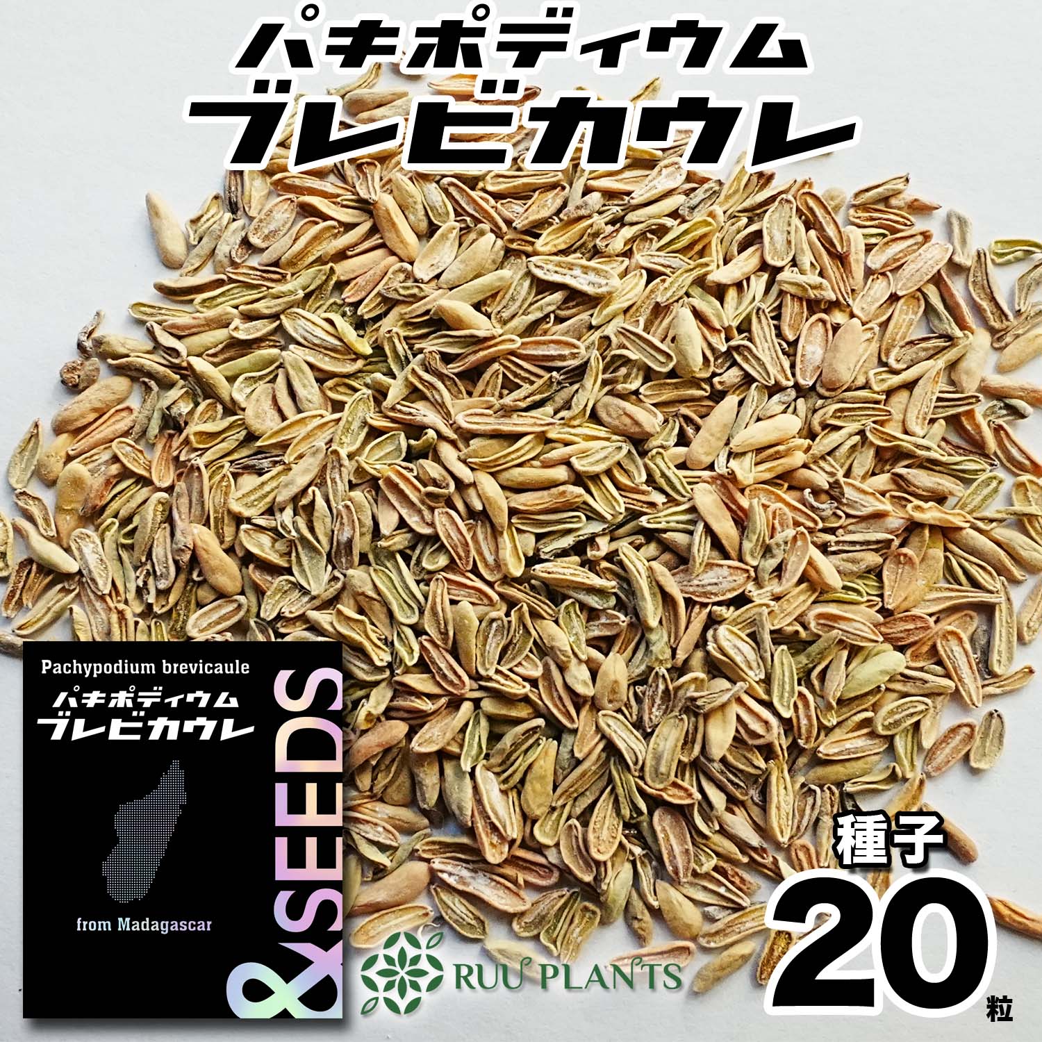 楽天市場】【種子10粒】パキポディウムグラキリス Pachypodium