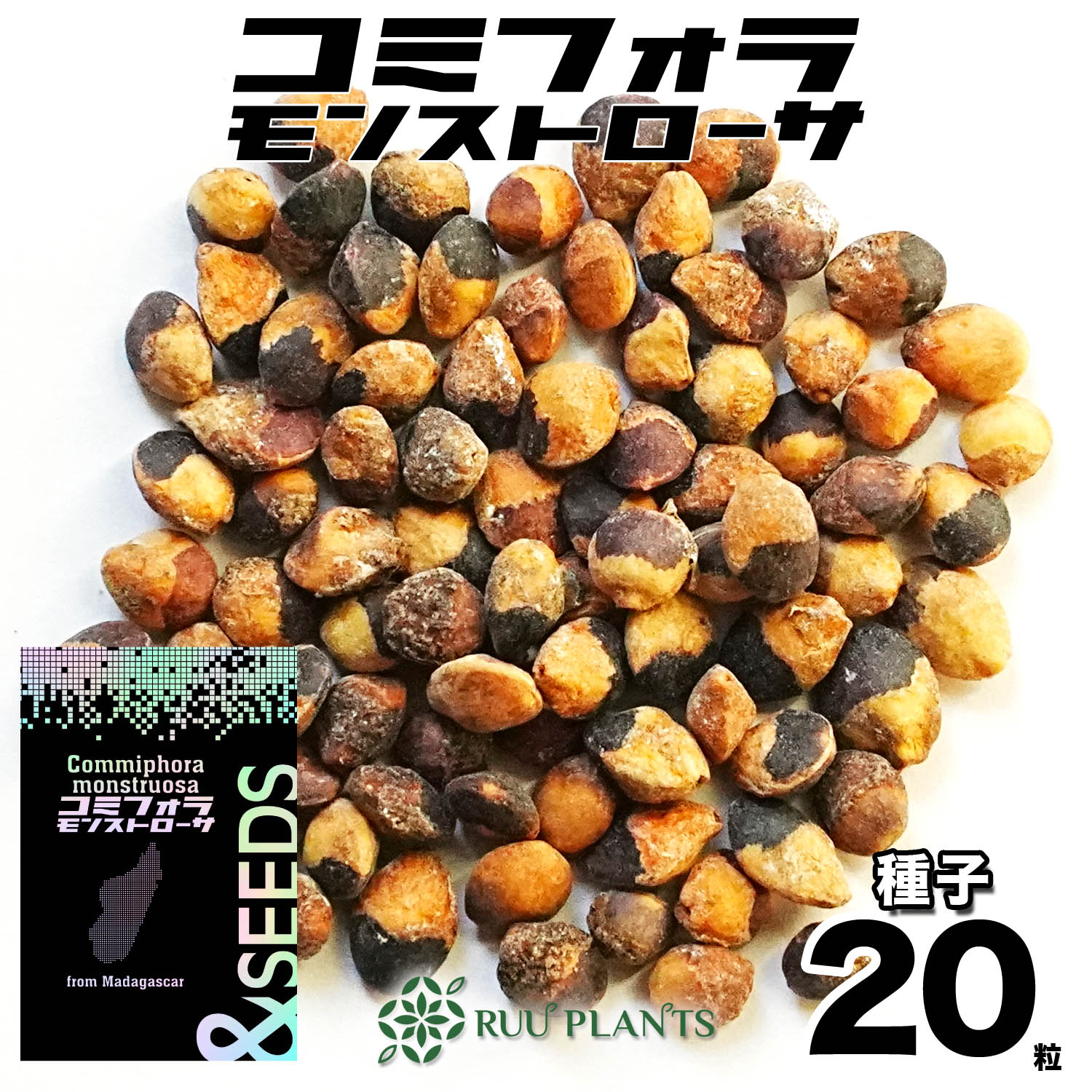 【楽天市場】コミフォラ・モンストローサ Commiphora monstruosa マダガスカル産 塊根植物コーデックス RUU PLANTS :  輸入植物のRUUPLANTS