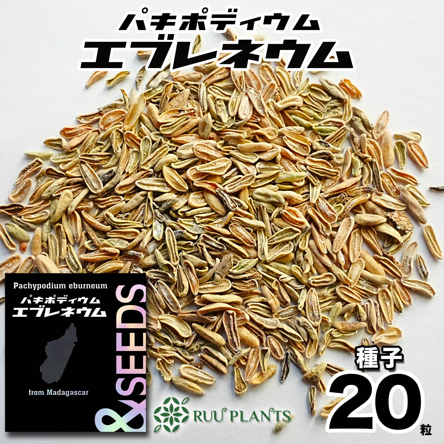 楽天市場】【種子20粒】パキポディウムグラキリス Pachypodium