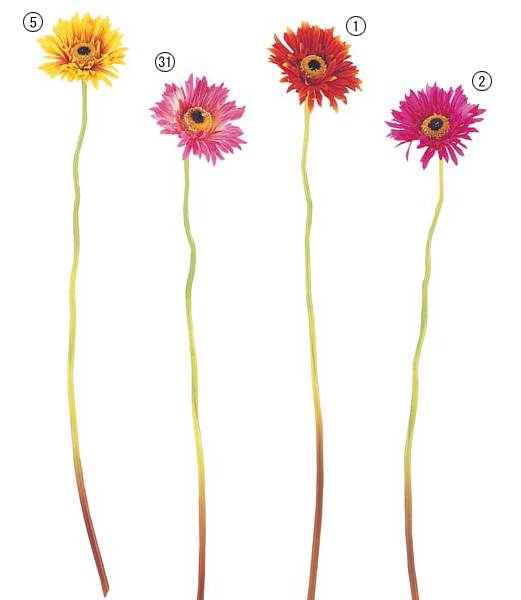 楽天市場】70cm ビッグソフトガーベラ [ONSFLSP1890] |人工観葉植物