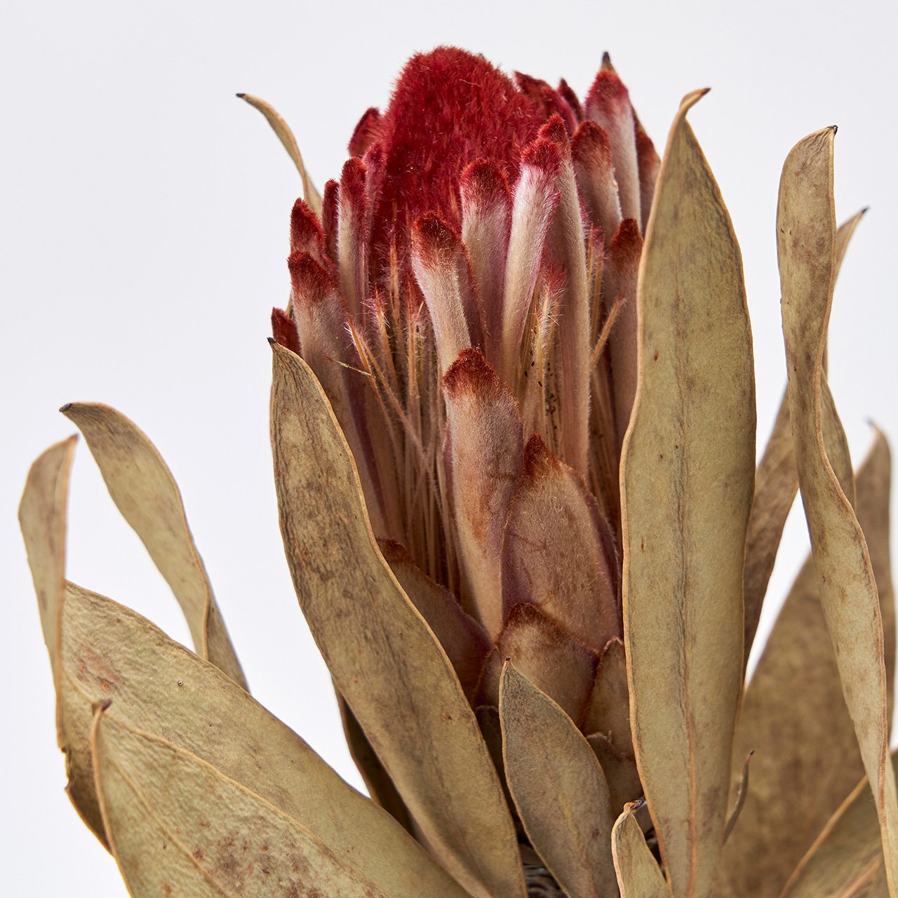 プロテア ロビンナチュラルドライフラワーナチュラル