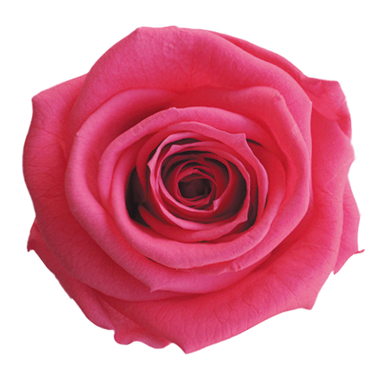 メディアナローズ ホットピンク プリザーブドフラワー [TDLFL000300-008] 8輪入 バラ 薔薇 アレンジメント花材 天然素材 ハンドメイド資材 アレンジメントパーツ コロンビア産 アレンジメントフラワー フラワーギフト 送料無料