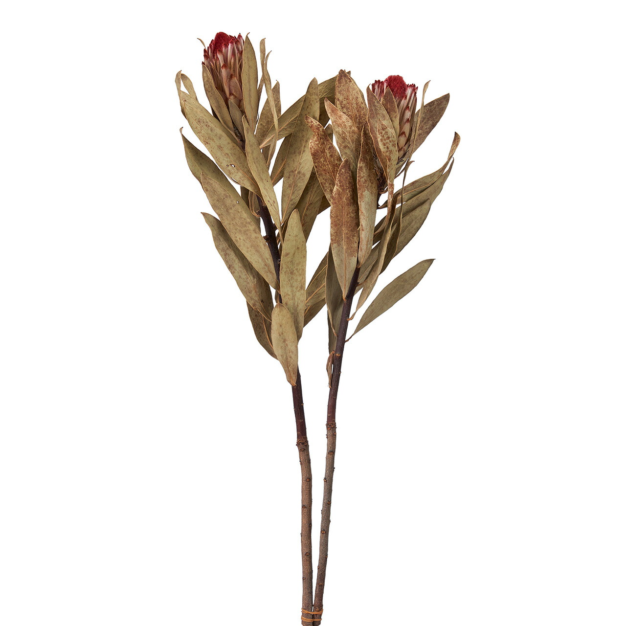 プロテア ロビンナチュラルドライフラワーナチュラル