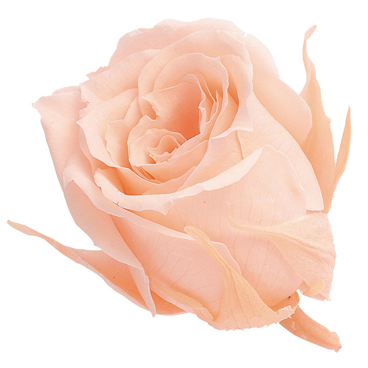 ビビアン クリーミーピーチ プリザーブドフラワー [TDLDO002370-371] 24輪入 ローズ バラ 薔薇 プレゼント 庭 造花 アレンジメントフラワー 人工観葉植物 ガーデニング用品 プリザーブド加工 花 ガーデニング フラワーギフト 送料無料 の商品写真