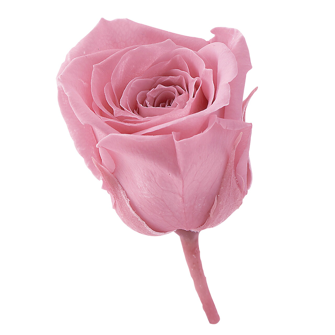 ビビアン バニラピンク プリザーブドフラワー [TDLDO002370-133] 24輪入 ローズ バラ 薔薇 プレゼント 庭 造花 アレンジメントフラワー 人工観葉植物 フラワーギフト ガーデニング用品 プリザーブド加工 花 ガーデニング 送料無料