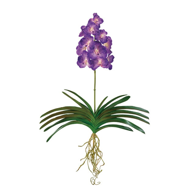 ☆☆X'mas セール洋蘭☆☆ V. Yano Blue '26' (MC) 有）フローラ・ヤノオーキッド：品種紹介 バンダブルー系