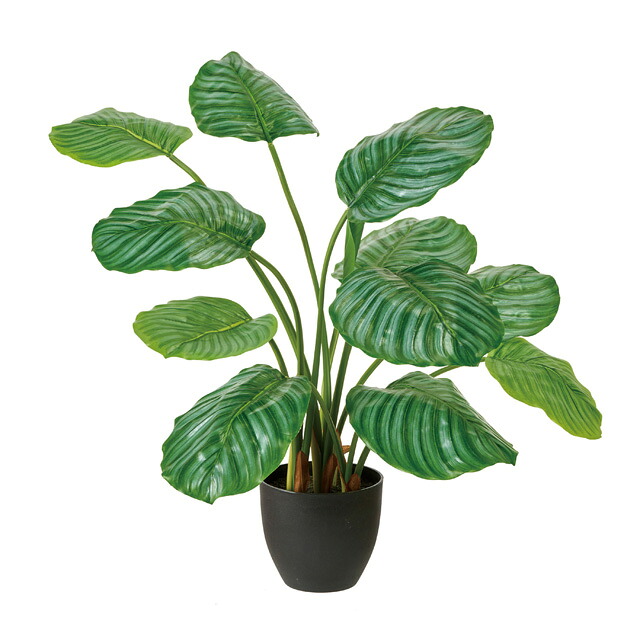 カラテアオルビフォリアポット [TDLFG000806] 造花 人工観葉植物 フェイクグリーン フェイクフラワー アーティシャルフラワー装飾 インテリア デコレーション 飾り イベント フラワーアレンジメント 店舗装飾 ディスプレイ 飾り付け インテリアグリーン｜緑花堂ストア
