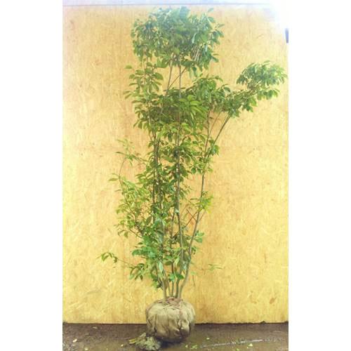 楽天市場】【現品発送】【山採り天然木】樹形と幹肌、花、実を楽しめる