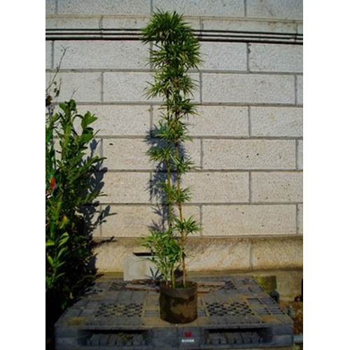 楽天市場】シマグミ 挿し木 1年生苗 : 苗木部 by 花ひろばオンライン