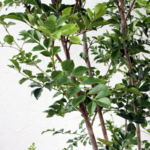 プレミア商品 シマトネリコ 株立ち 樹高1 8 2 0m前後 根鉢含まず 単品 常緑 株立ち 植木 庭木 シンボルツリー Sale 公式通販 R4urealtygroup Com