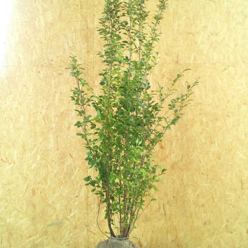 楽天市場】【現品/Y257】シャラノキ 株立ち 苗木 樹高約2m 夏椿