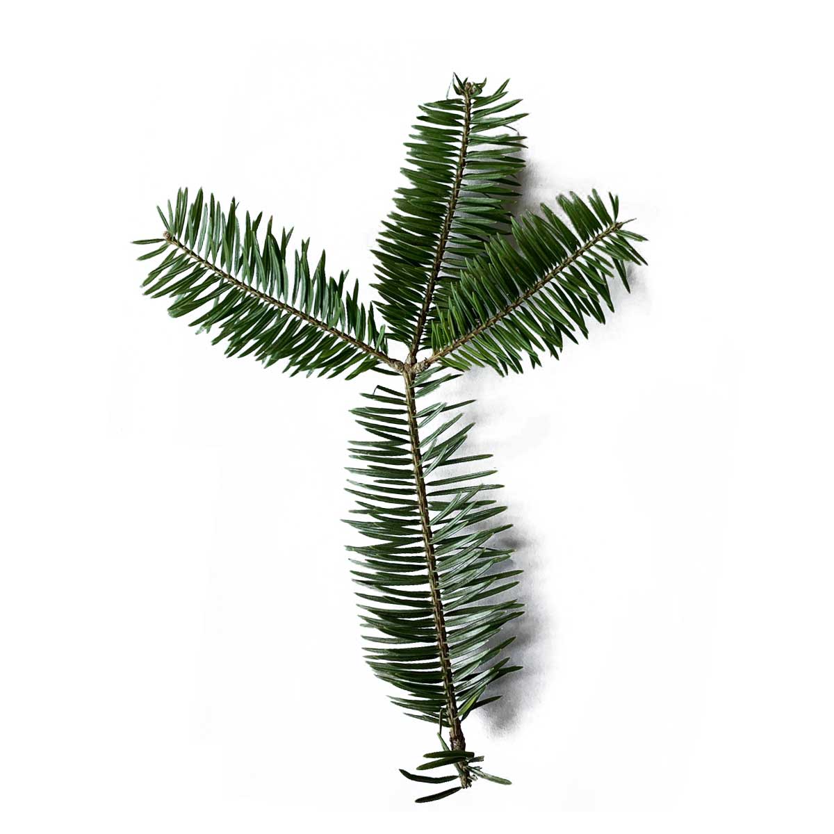 1500円 激安超安値 もみの木 ウラジロモミ 樹高70 80cm前後 根鉢