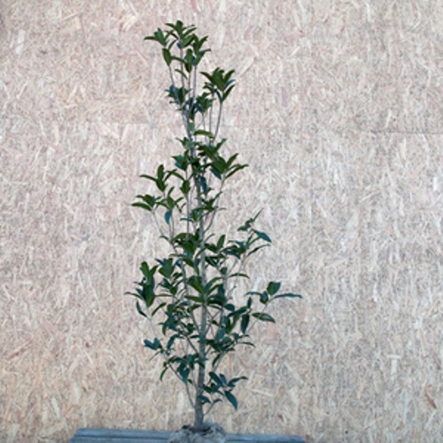 【楽天市場】ギンモクセイ 単木 樹高1.5m前後(根鉢含まず) 単品：相馬グリーン