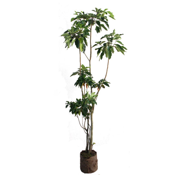 優良株。カクレミノ1.4M(鉢底から)品番E 植栽 カクレミノ 鉢植え カクレミノ 樹高1 8 2 0m前後 根鉢含まず 単品