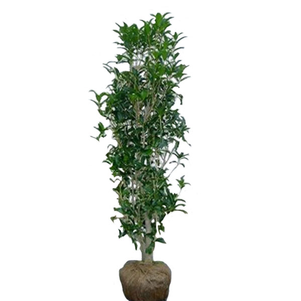 キンモクセイ 単木 樹高1 8 2 0ｍ前後 根鉢含まず キンモクセイ 単品 相馬グリーン 常緑 単木 庭木 花木 シンボルツリー 植木 常緑 金木犀