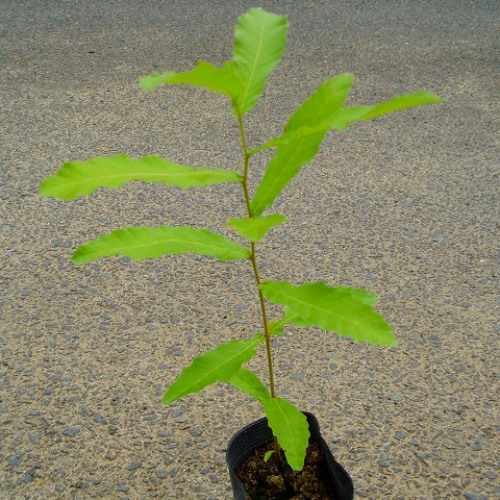 落葉 苗木 庭木 シンボルツリー どんぐり クヌギ樹高30cm前後植木クヌギ本セット 相馬グリーン樹高30cm前後