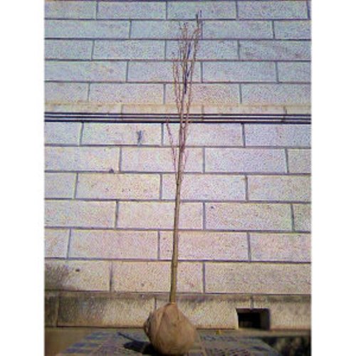 サクラ 天の川 (アマノガワ) 樹高1.8～2.0m前後(根鉢含まず) 単品