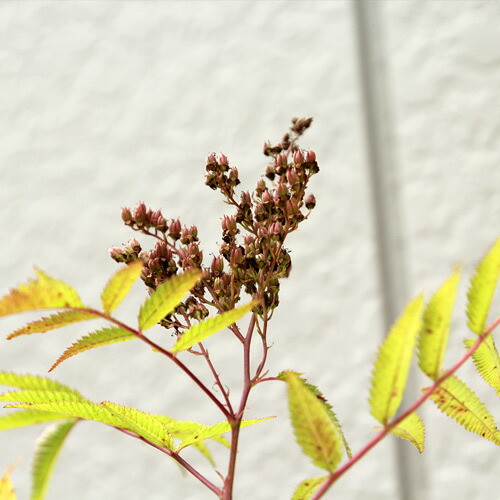 ホザキナナカマド ホザキナナカマド ガーデニング 農業 落葉 苗木 庭木 花木 穂咲き七竈 ポットセット 相馬グリーン 樹高30 50cm前後 樹高30 50cm前後