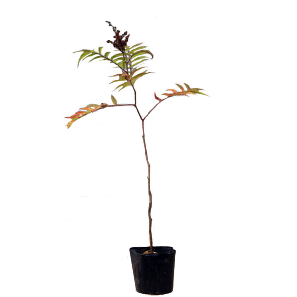 ホザキナナカマド ホザキナナカマド ガーデニング 農業 落葉 苗木 庭木 花木 穂咲き七竈 ポットセット 相馬グリーン 樹高30 50cm前後 樹高30 50cm前後