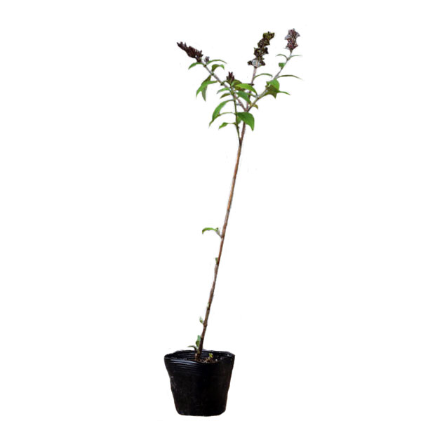 ブッドレア 紫花 樹高30～50cm前後 20ポットセット