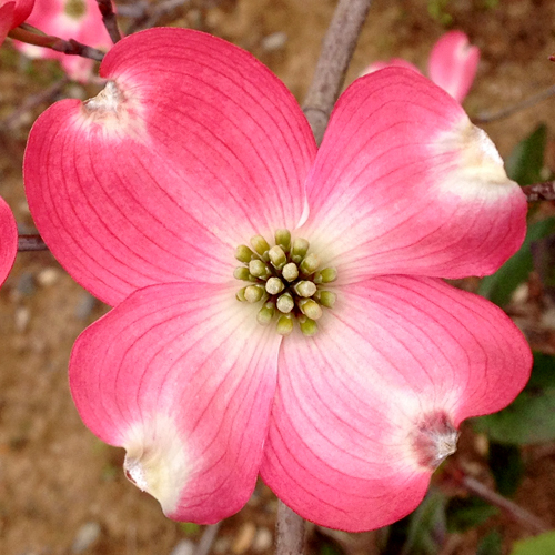 単木 ハナミズキ 赤花 赤花 落葉 植木 庭木 花木 シンボルツリー 単品 相馬グリーン 単品花 ガーデン Diy ハナミズキ 樹高1 5m前後 根鉢含まず