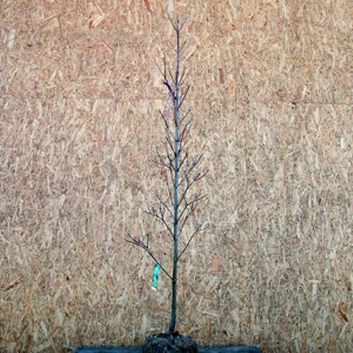 ハナミズキ クラウドナイン 白花 単木 樹高1.5～1.8m前後(根鉢含まず) 単品