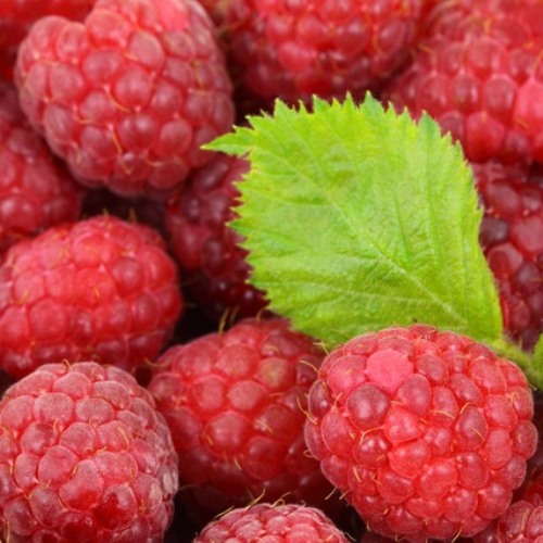 楽天市場 ラズベリー インディアンサマー 3本セット 相馬グリーン