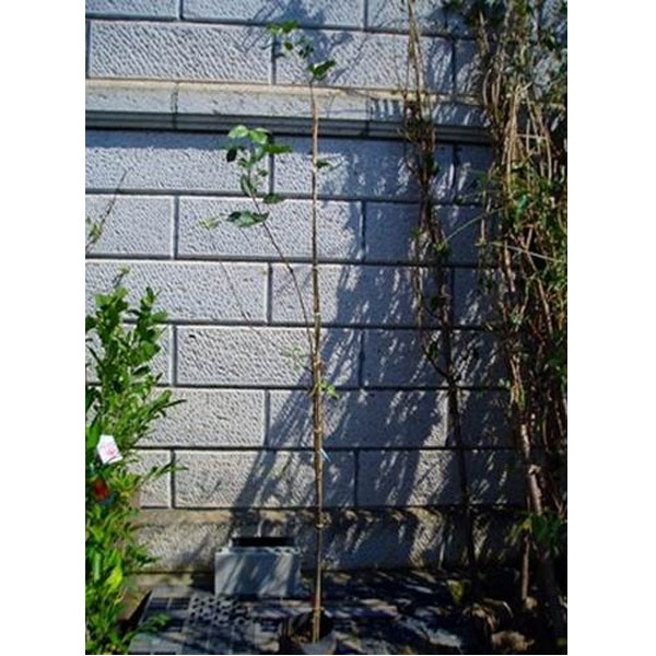 リンゴ ふじ 樹高1.8～2.0m前後(根鉢含まず) 単品｜相馬グリーン