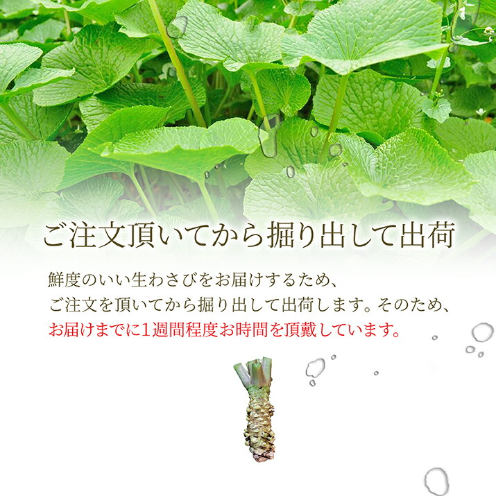 期間限定送料無料】 本わさび きざみおろし チューブ 1本 70g 名水百選 あらぎりわさび 味付き 味付けわさび 山形県産 わさび専門ハウス直送  新鮮 採れたて 冷蔵 業務用ＯＫ 寿司 刺身 和牛 和食 何にでも合います 送料無料 まとめ買い 本格 日本 wasabi お歳暮 お年賀 父 ...