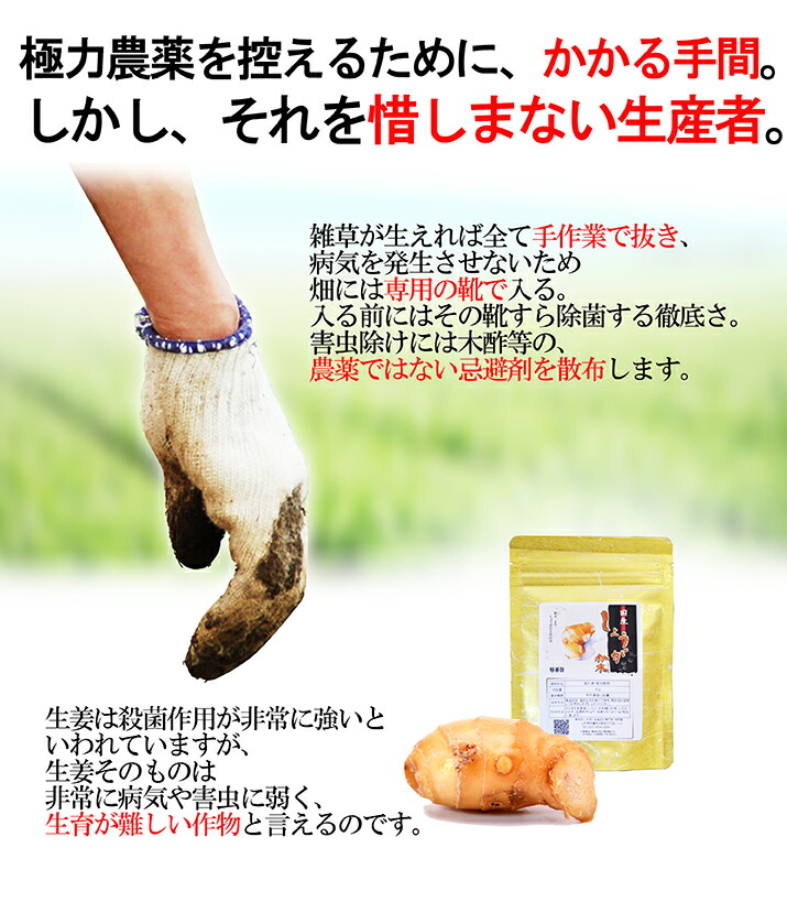 生姜粉末6
