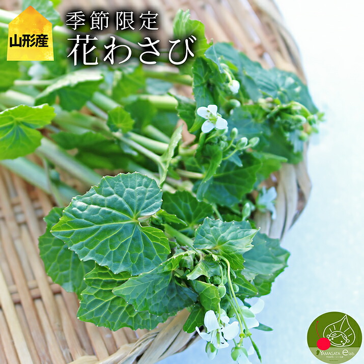 【別注品】わさび芋/太茎/花 セット 別注品】わさび芋/太茎/花 セット